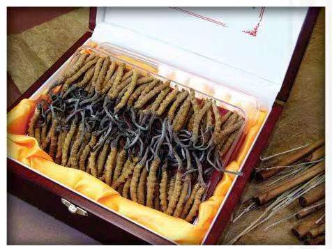 杭锦后冬虫夏草回收